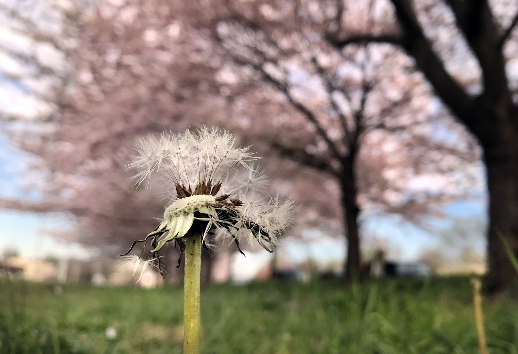 hr cherryblossoms